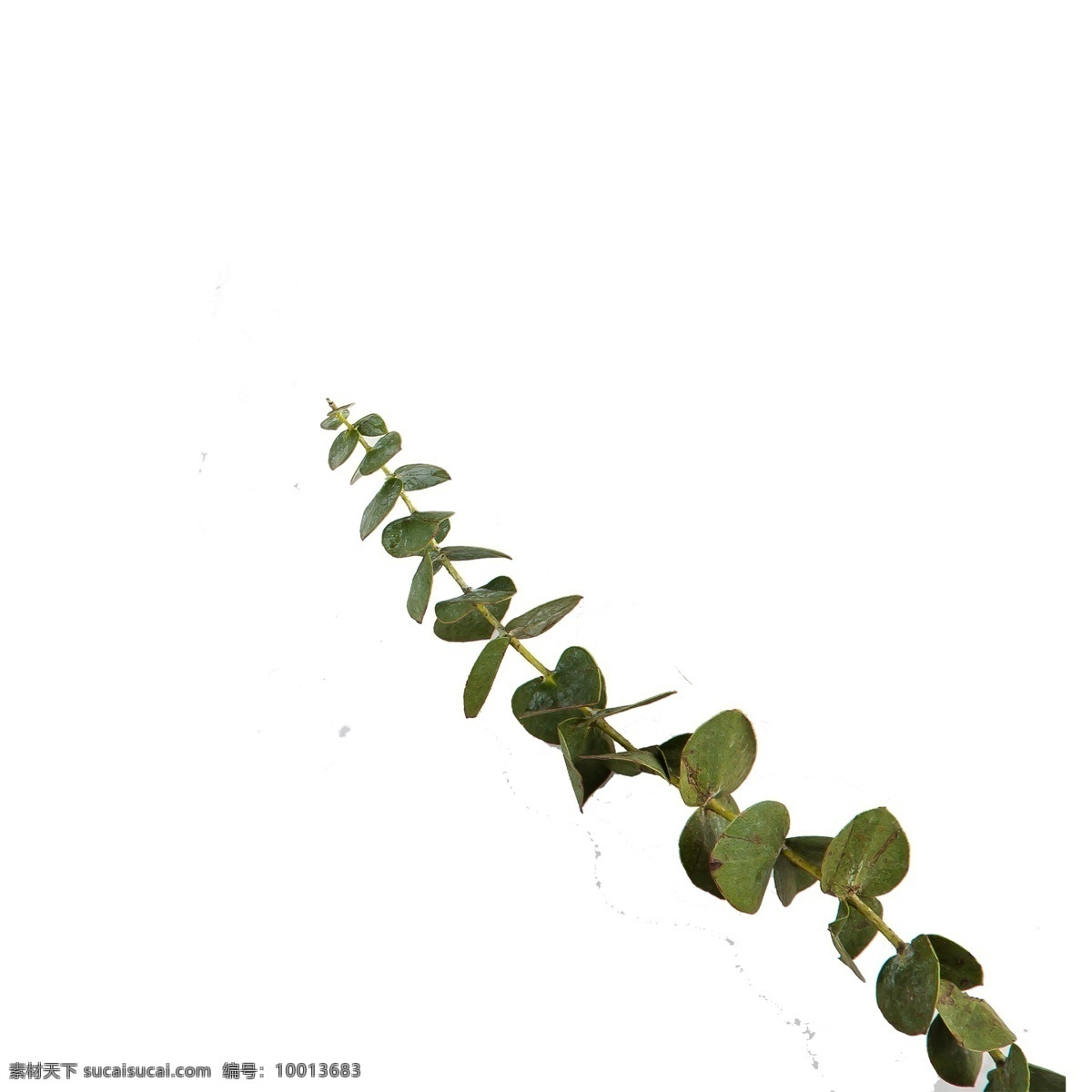 春天 植物 绿叶 植物绿叶 绿色叶子 春天植物 卡通插图 创意卡通下载 插图 png图下载