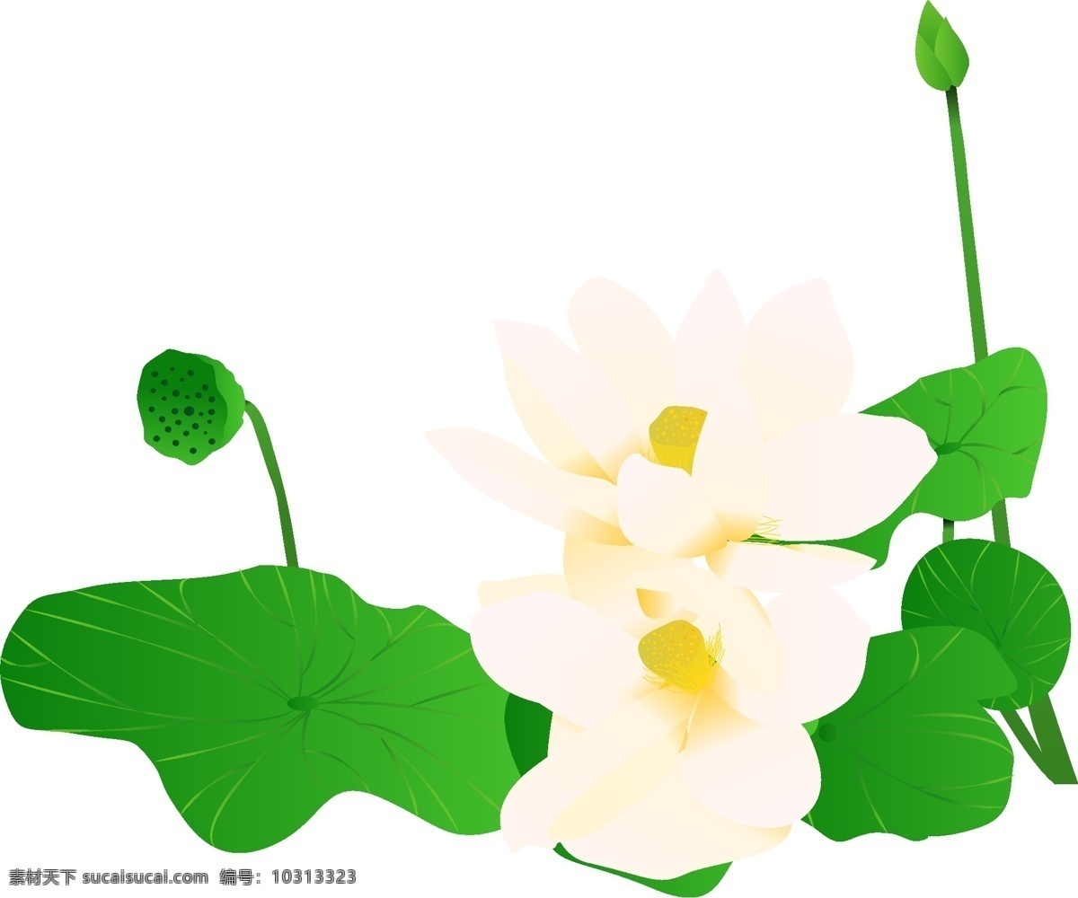 手绘 插画 白色 荷花 商用 植物 插画植物 手绘荷花 插画荷花 白色荷花
