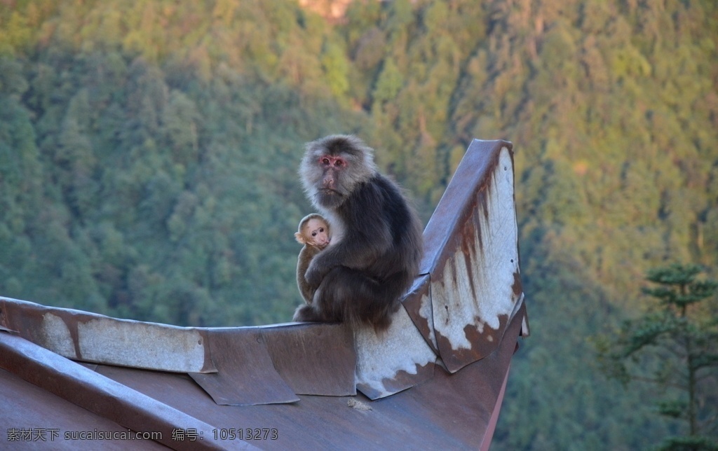 峨眉山猴子 峨眉山 猴子 怀抱小猴 母爱 早晨 旅游摄影 国内旅游