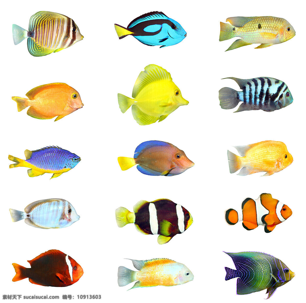 种 热带鱼 高清 小丑鱼 金菠萝 神仙鱼 非洲王子 鱼类 高清图片 白色