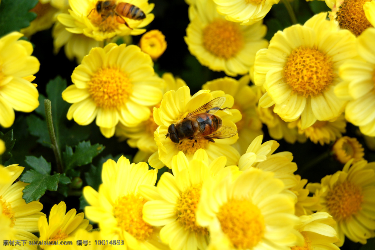 采蜜 蜜蜂 菊花 昆虫 生物世界 黄色