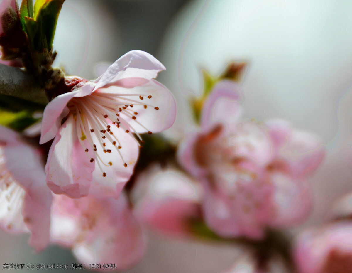 桃花 春天 花草 花卉 生物世界