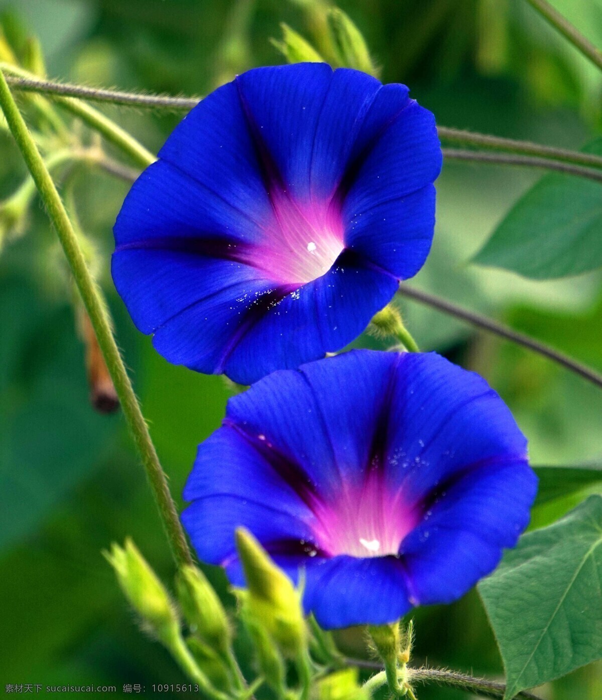 蓝色 牵牛花 高清 喇叭花 蓝色牵牛花 蓝色花朵 鲜花 花朵 花卉 花草 植物 生物世界