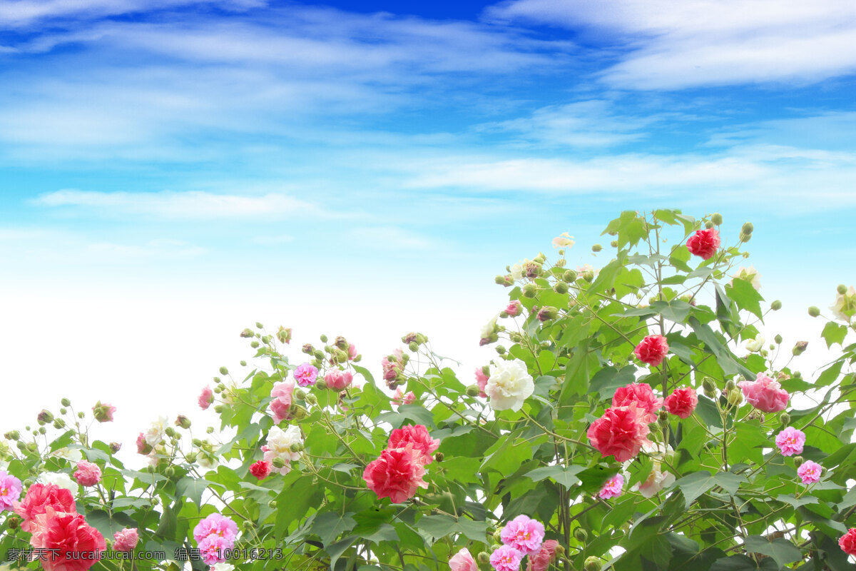 芙蓉花非高清 芙蓉花 蓝天 风景背景 风景图 花草 生物世界