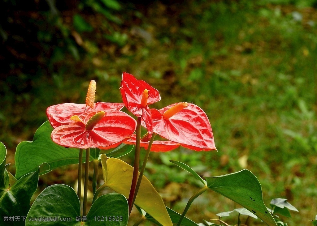 红掌 生物世界 花草 花卉 庭院花卉 红叶 秋色 写意摄影 意境摄影 商业摄影