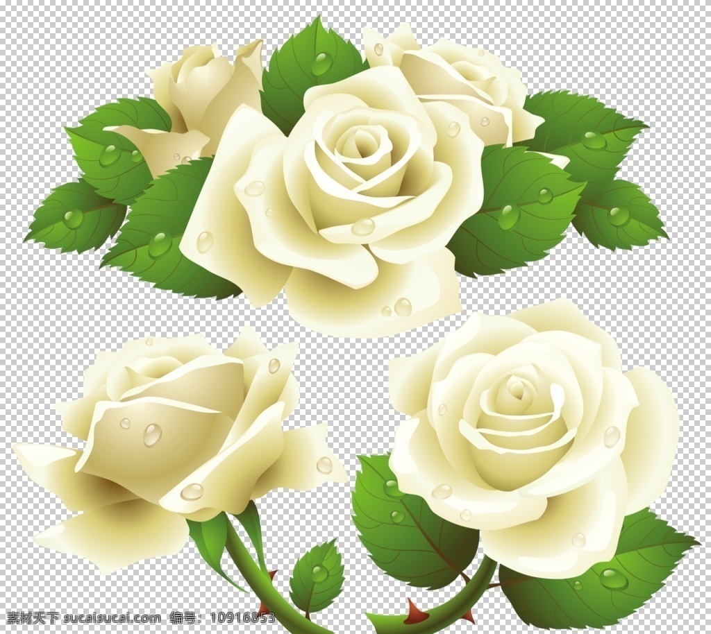 白玫瑰 花 鲜花 花儿 花朵 树叶 绿叶 特写 壁纸 美丽 漂亮 花草 玫瑰摄影 玫瑰图片 玫瑰素材 花类 生物世界
