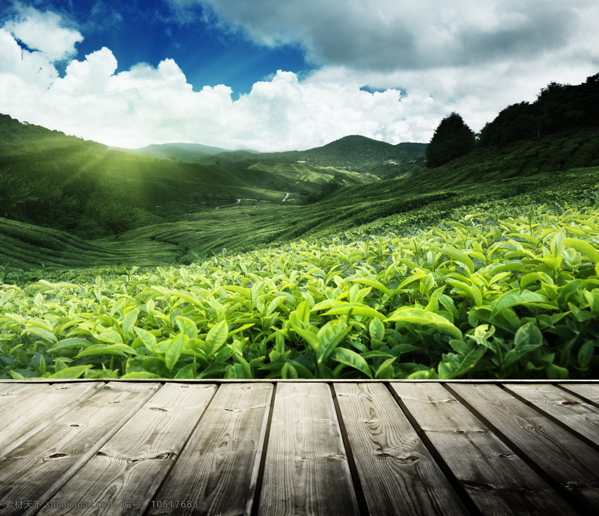 唯美 茶叶 种植园 高清 茶叶广告图片 茶园 春茶 绿茶 木板 山脉 山丘 自然美景 盆地 风景 生活 旅游餐饮