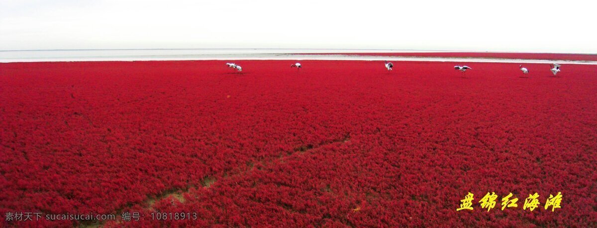红海滩风光 旌卜绻 红色