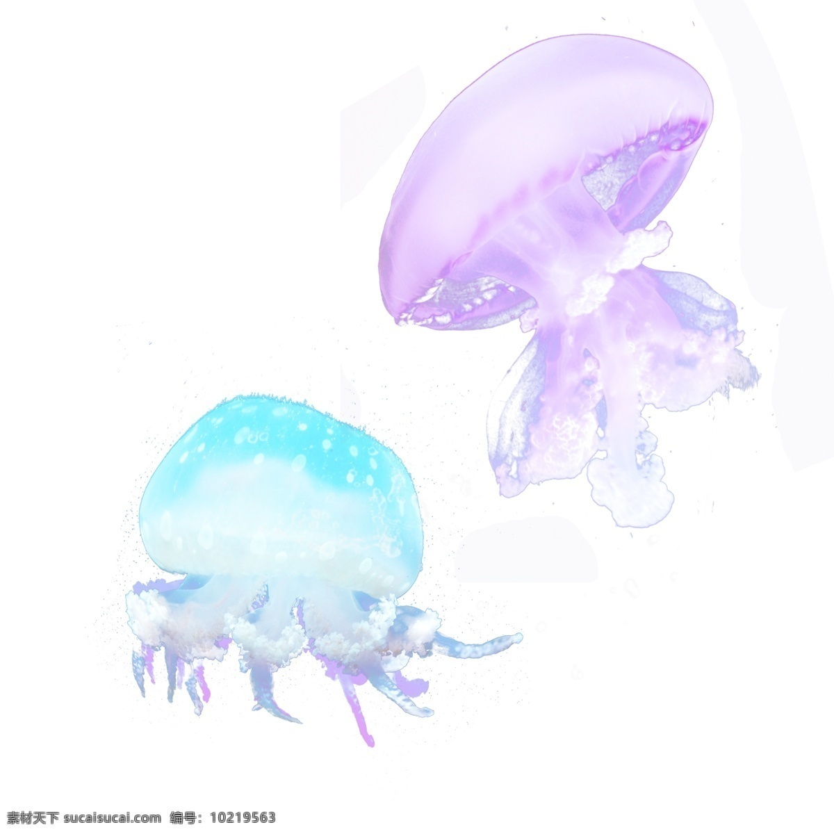 彩色 海洋生物 水母 元素 彩色水母 海底水母 浮游 浮游生物 八爪鱼 海洋水母 乌贼 章鱼 透明生物