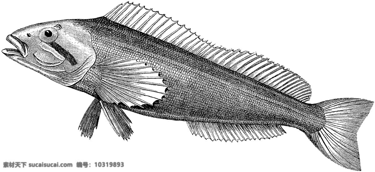 水生动物 fish 鱼 动物素描 设计素材 动物专辑 素描速写 书画美术 白色