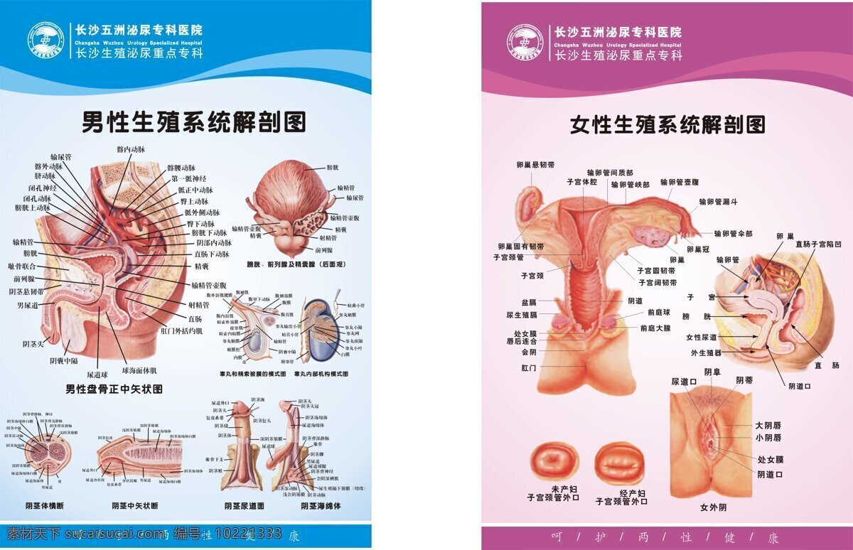 两性生殖 系统 医疗 展板 两性生殖系统 男性 生殖 解剖 图 女性 医疗展板 医院展板 展板模板 医疗素材 红色