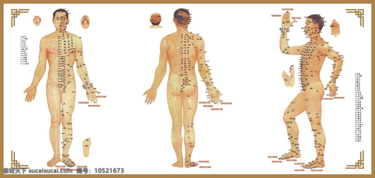 人体养生系列 人体图 推拿养生图 养生人体图 按摩部位图 推拿部位图