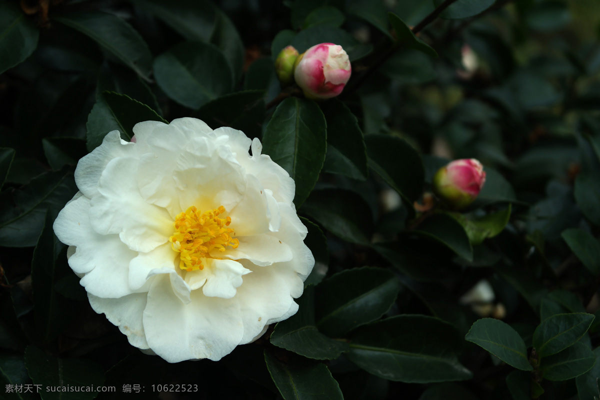 粉白茶花 山茶花 茶花 重瓣茶花 白山茶花 粉白山茶花 生物世界 花草