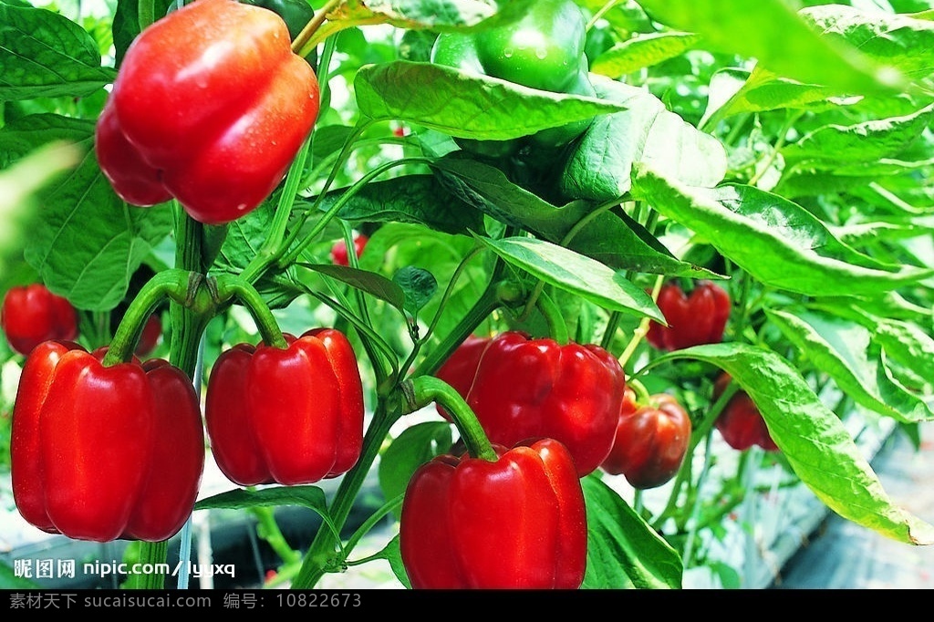 高清 农作物 红 辣椒 红辣椒 高清图片 绿色食品 生物世界 蔬菜 摄影图库