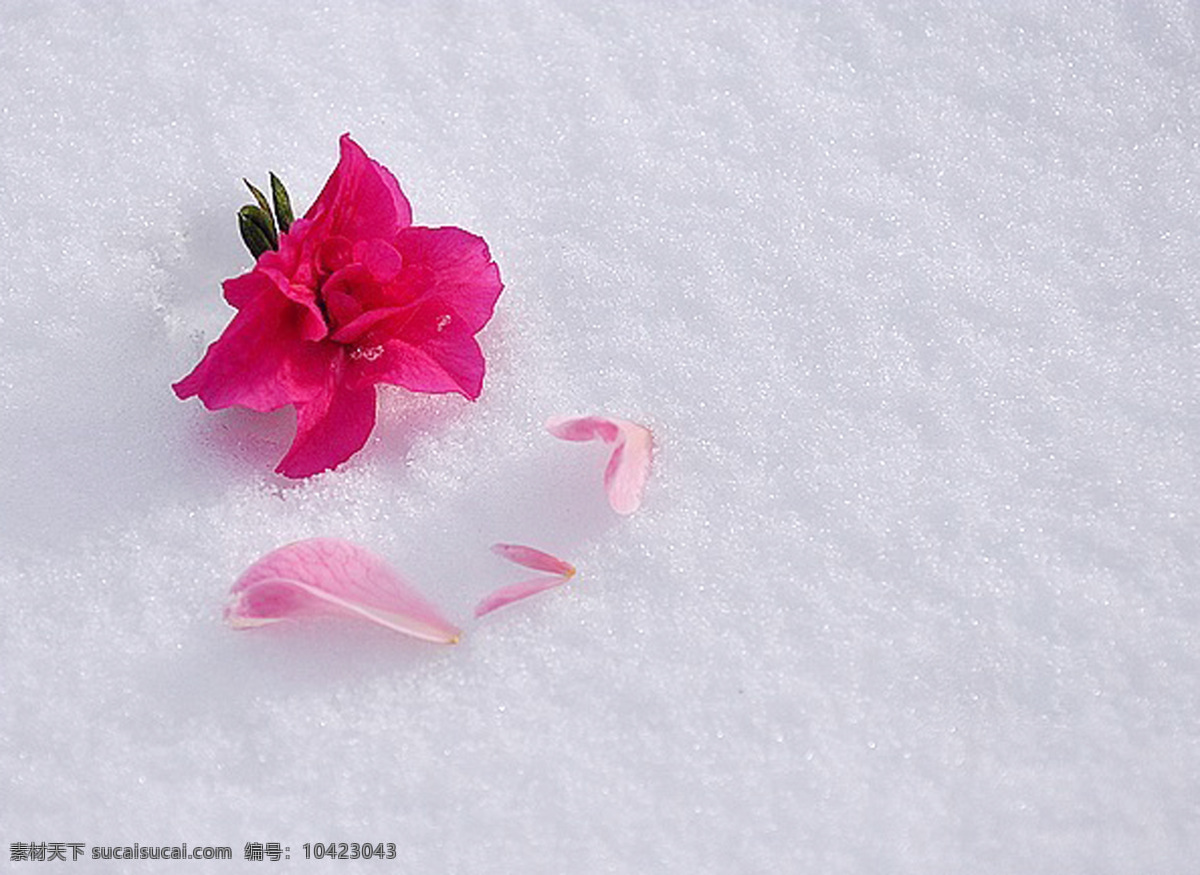 冰雪 花 红花 冰雪之花 雪中之艳丽 风景 生活 旅游餐饮