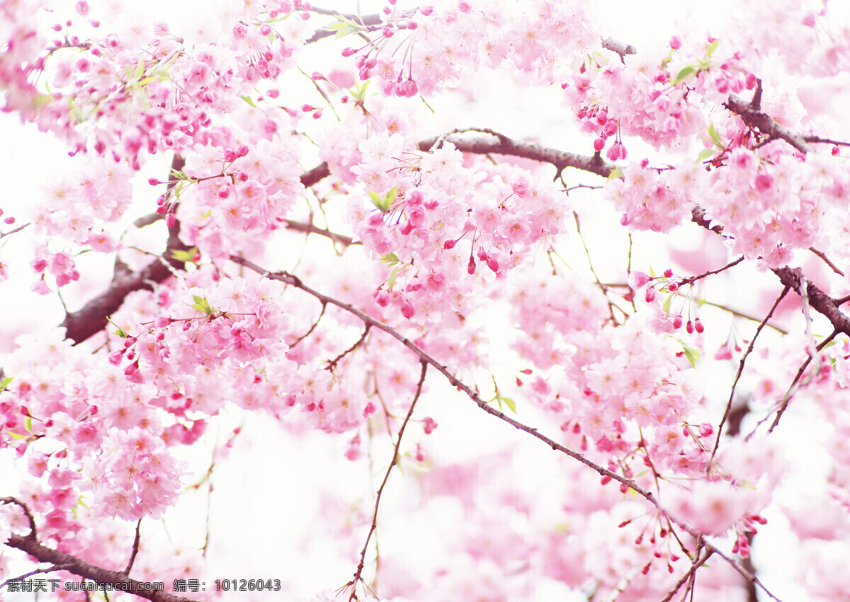 樱花 盛开 高清图片自然 植物 清新 风景 纯洁 生命 小花 盛放 绽放 粉红色 粉色 粉白色 桃花 花枝 树枝 花草树木 生物世界