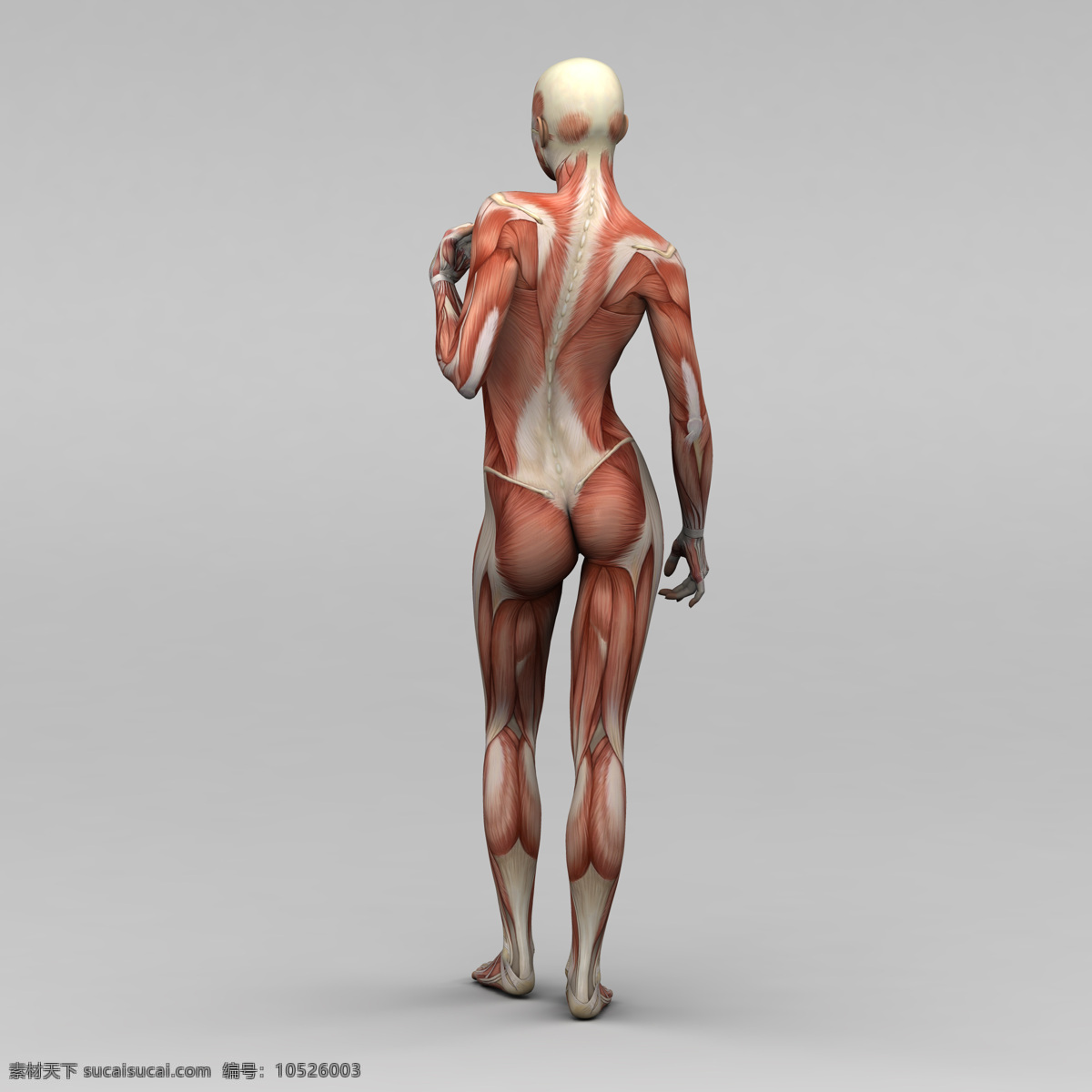 女性 背部 肌肉 组织 人体 素描画 人体肌肉器官 肌肉结构 人体解剖学 人体器官 人体器官图 人物图片