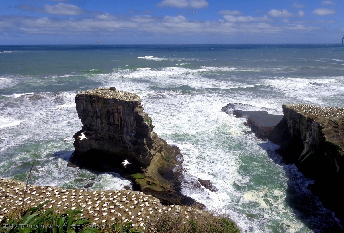 新西兰 鸟岛 风光 蓝天 白云 大海 海水 海浪 壮观 岩石 海鸟 飞翔 自然风景 海滨 自然景观