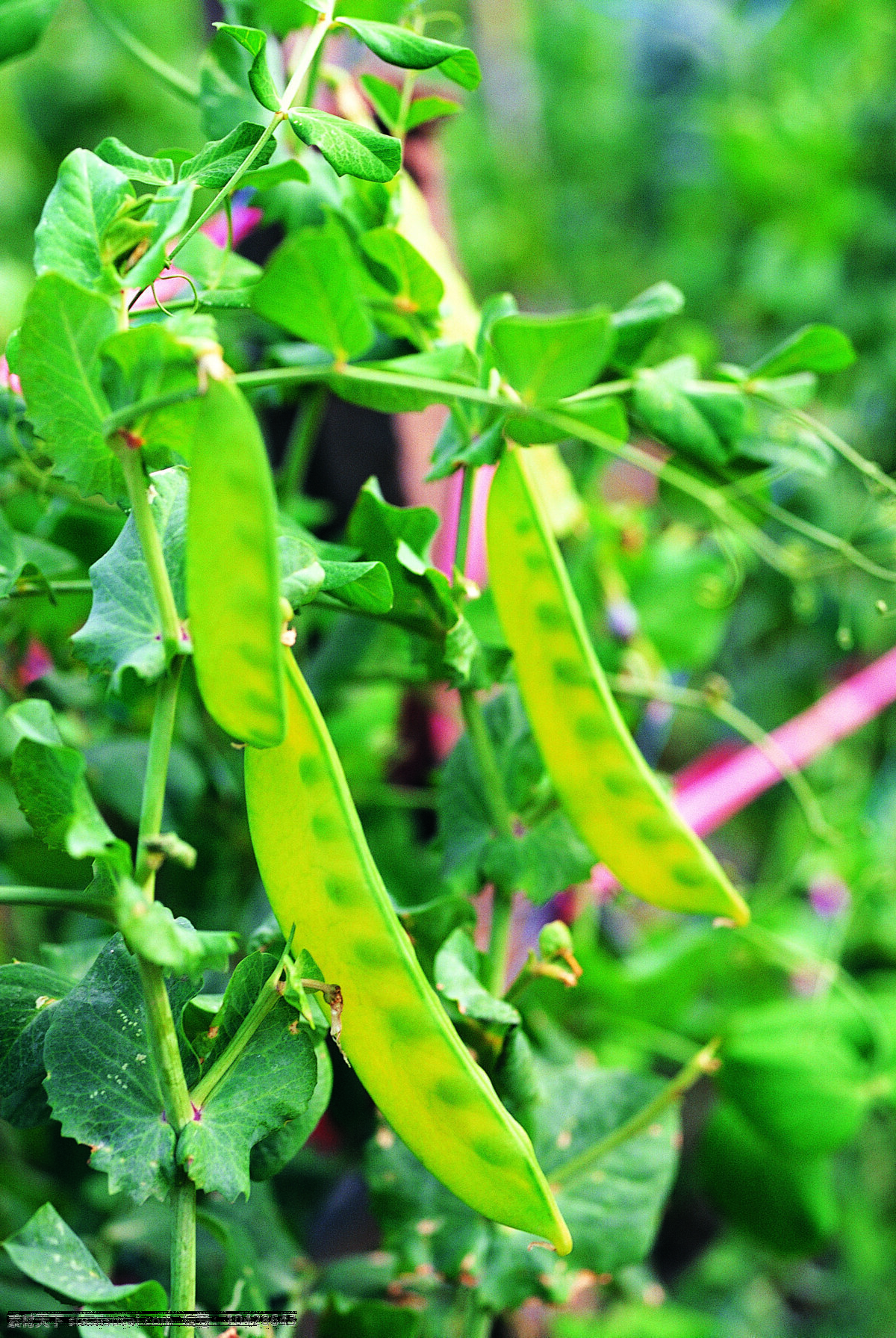 豌豆免费下载 菜地 瓜果 蔬菜 田园 豌豆 菜园子 生物世界