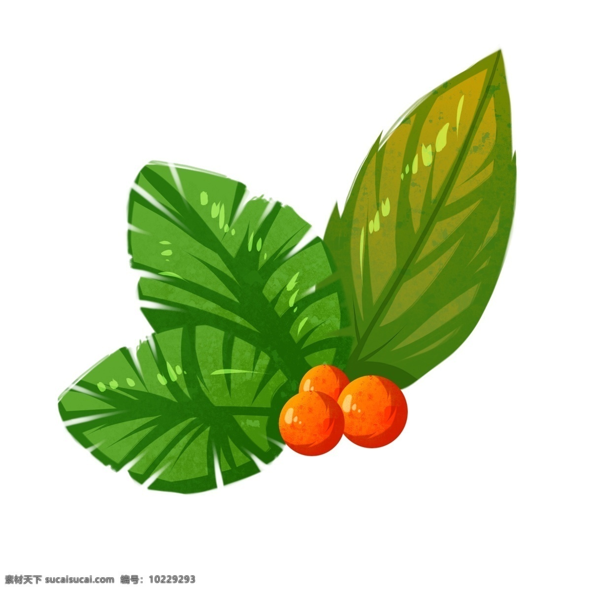 热带植物果实 绿叶 热带植物 绿植