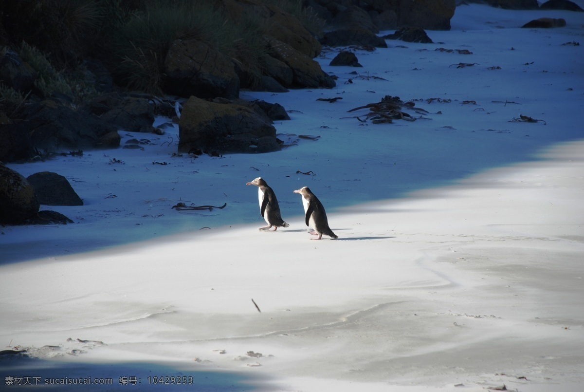 企鹅 海滩 麦哲伦企鹅 散步 海洋生物 生物世界 黑色