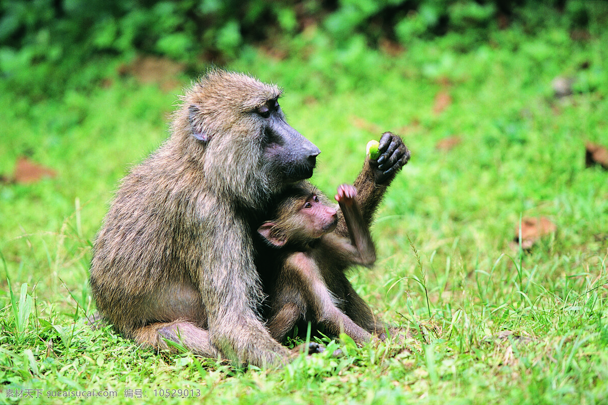 草地上的狒狒 野生动物 动物世界 哺乳动物 狒狒 摄影图 陆地动物 生物世界 绿色