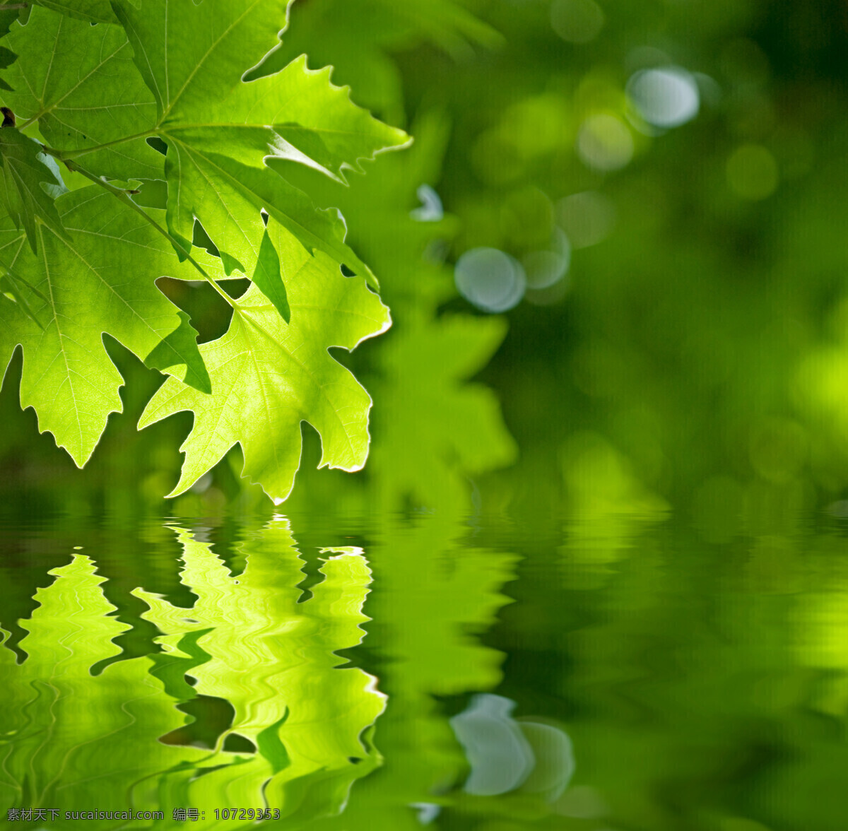 绿色的树叶 植物 绿色 树叶 绿叶 倒影 花草树木 生物世界