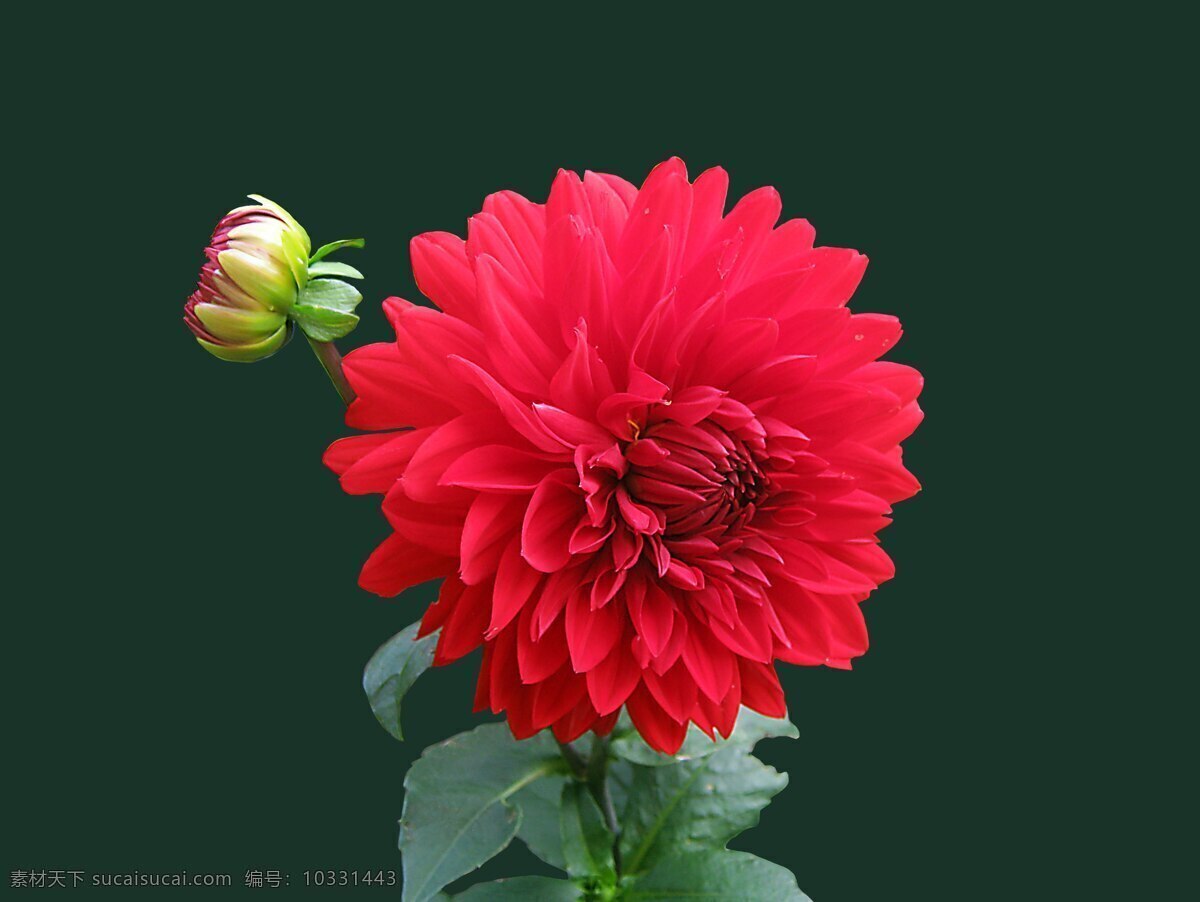 盛开 红色 花朵 娇琴纱 开花 免费 花 隔离 芍药 生物世界 花草