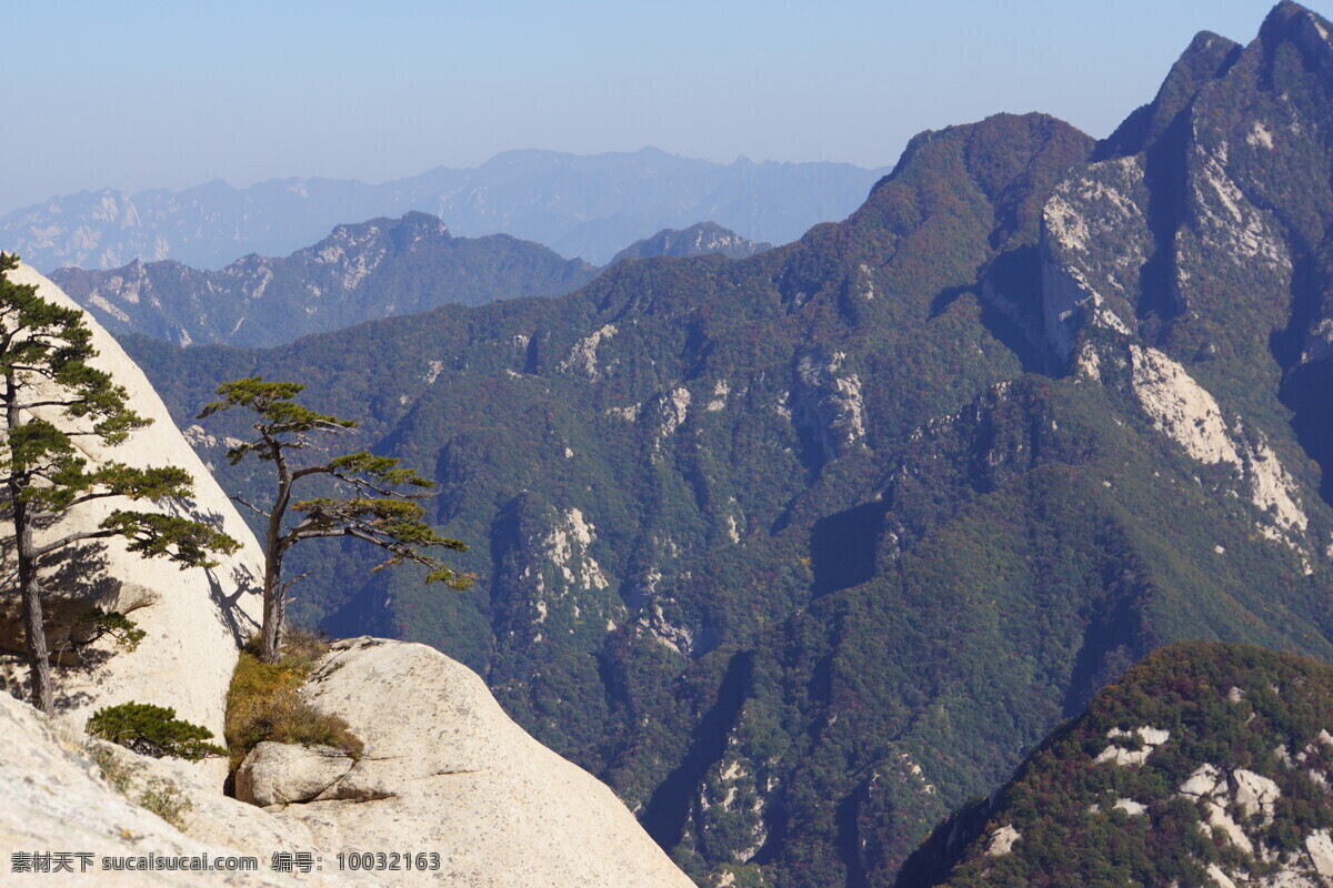 陕西华山 华山 高山 名山 松树 石缝里的松树 自然风光 旅游摄影 自然景观 陕西风光 自然风景