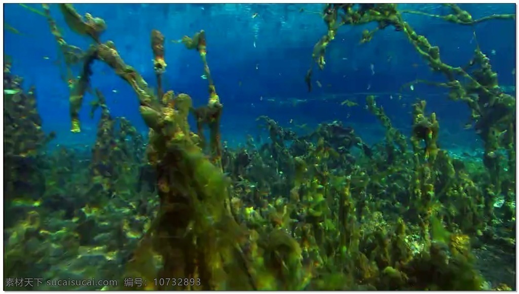 海底 世界 动态 视频 绿色 蓝色 自然 视频素材 动态视频素材