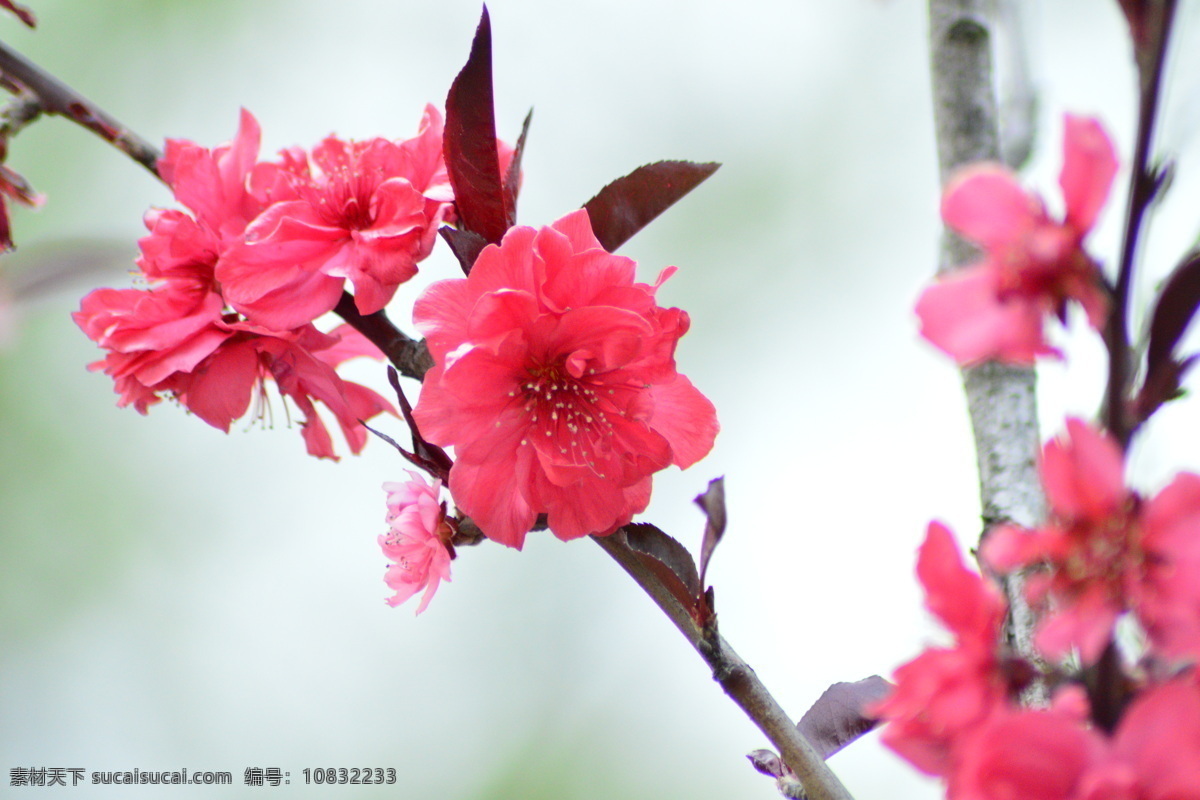 红梅花儿开 桌面 背景 红色色 绿色 小草 风景 红色的红梅花 生物世界 花草