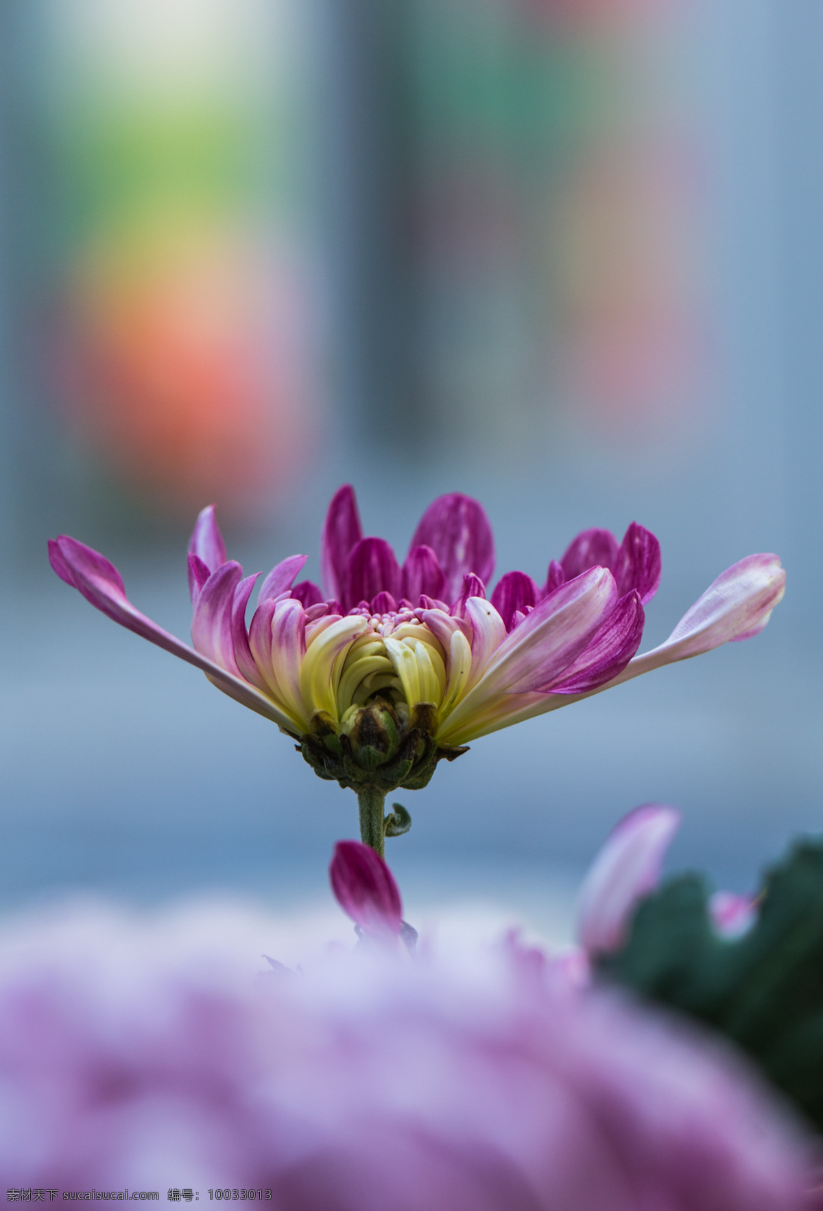 菊花 秋菊 艳丽 绚丽 娇艳 秋天 秋色 秋菊图 生物世界 花草 蓝色