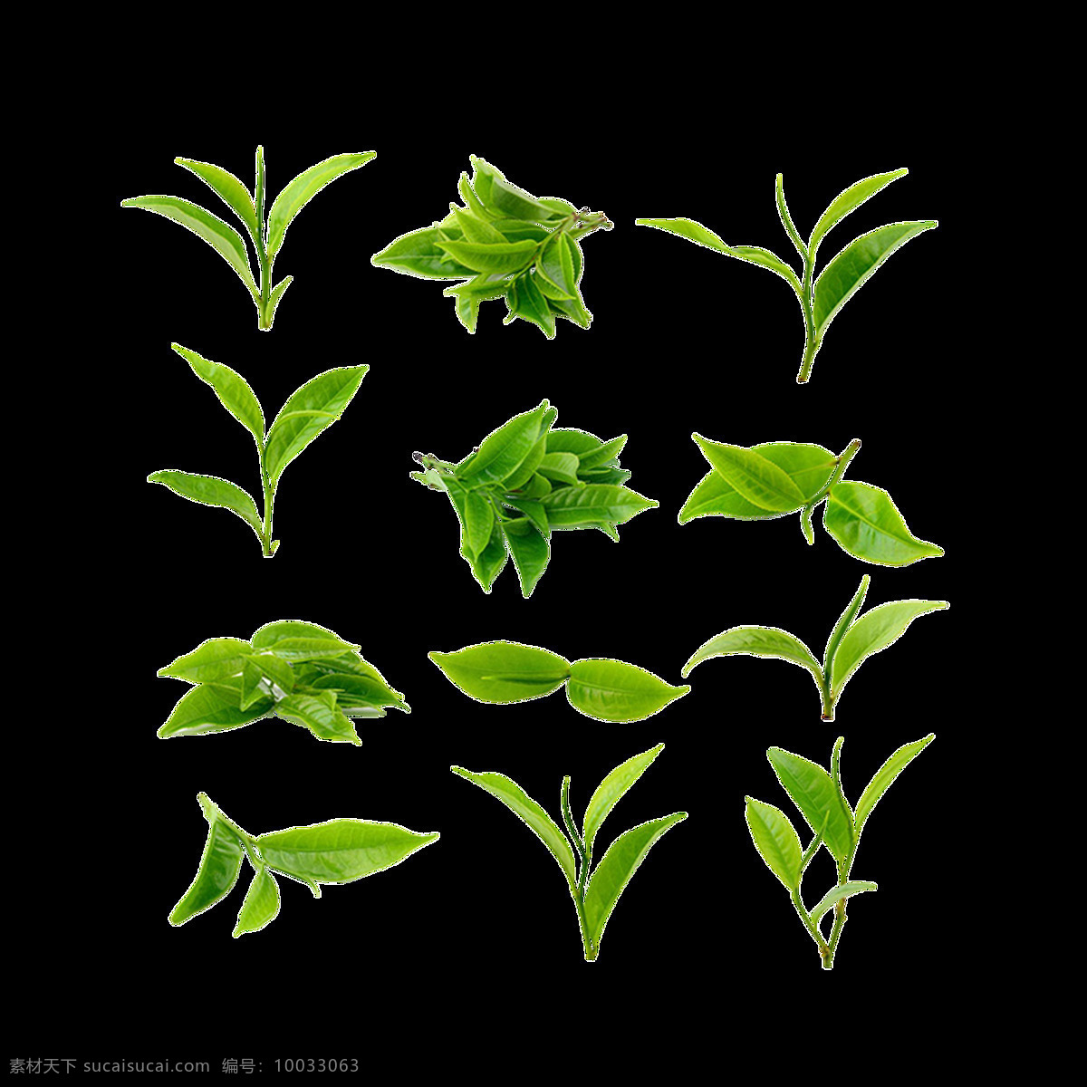 不同 种类 各种 树叶 透明 植物 绿色 绿叶 免扣素材 透明素材 叶片 装饰图片