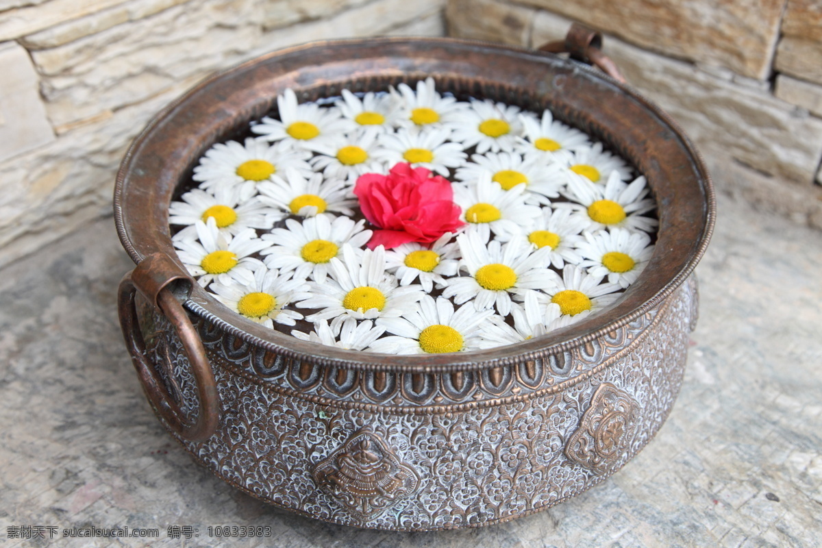 金属 水 鹏 里 菊花 红色 花朵 花卉 鲜花 植物 花草树木 水盆 红色花朵 生物世界