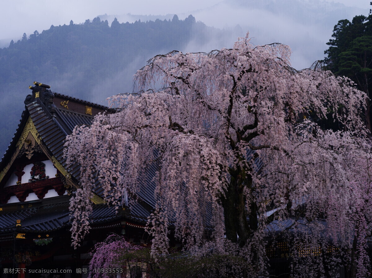 寺庙 旁 樱花树 樱花 日本寺庙 远山 建筑 樱花水 日本 高 分辨率 照片 自然风景 旅游摄影