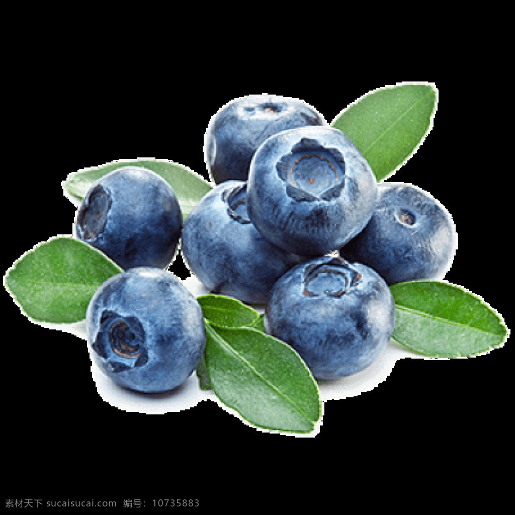 蓝莓 蓝莓png 蓝莓免抠图 水果素材 水果 蓝莓食物 甸果 笃斯越桔 树莓 莓果 浆果 热带水果 鲜果 农副产品 蓝莓抠图 蓝莓树 果蔬素材