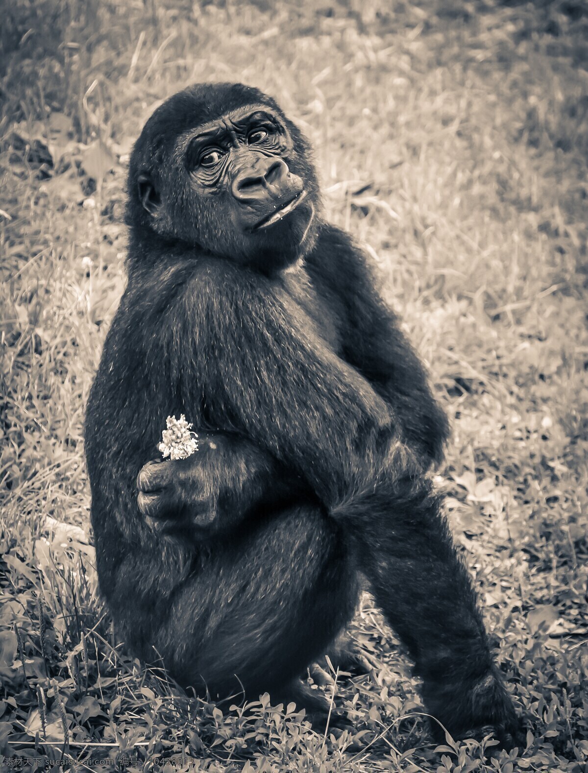 灵长类 动物 大猩猩 猴子 猿 濒危的物种 年轻 灵长类动物 灰色