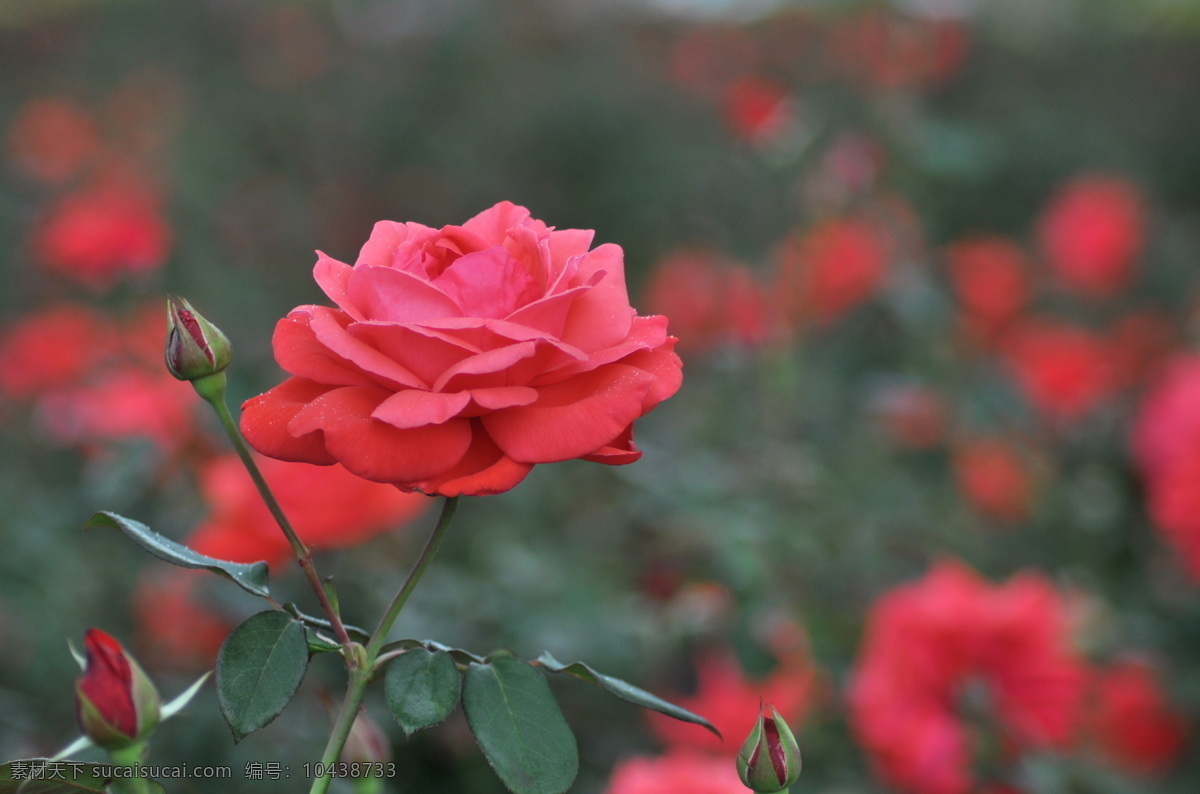 绯扇 月季 花 粉色月季花 月季图片 花草 生物世界