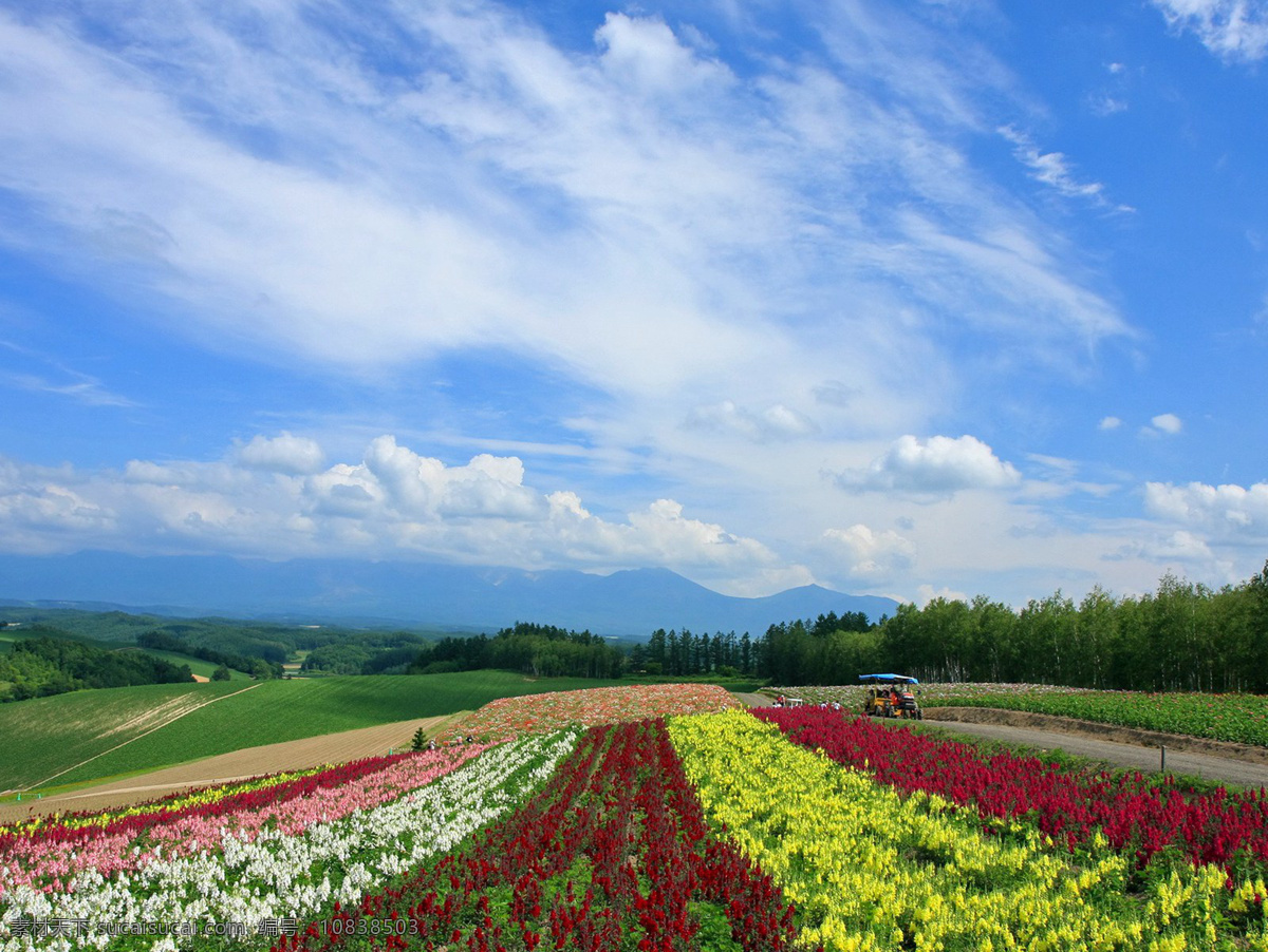 花海 蓝天白云 草原 河流 瀑布 田野 傍晚 黄昏 夜景 山水 自然风光 湖光山色 雪山 云南 玉龙雪山 九寨沟 五彩池 秋天 秋色 枫叶 湖景 蓝天碧水 沙滩 雪地 雪原 松树 山脉 山川 大河 风景名胜 旅游 海滨公路 飞机 林间道路 林间小道 树林 森林 海滩 海南 金沙滩 晚霞 湖水 自然景观 田园风光