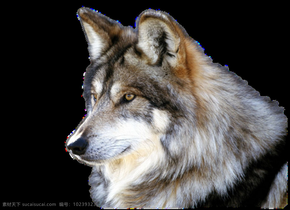 狼图片 狼 野狼 土狼 灰狼 大灰狼 豺狼 png图 透明图 免扣图 透明背景 透明底 抠图 生物世界 野生动物