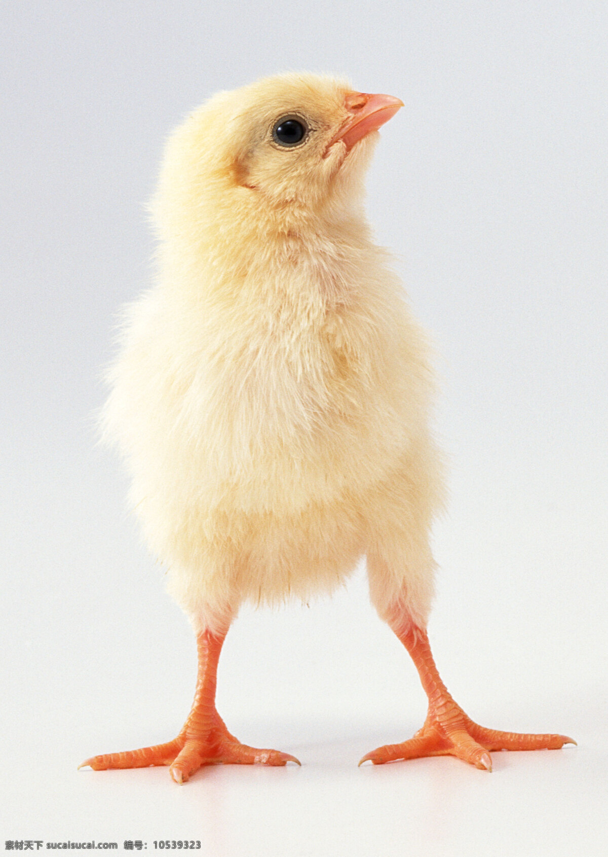 小鸡素材 小鸡 鸡雏 小黄鸡 鸡仔 鸡崽 雏鸡 萌态 生物世界 家禽家畜