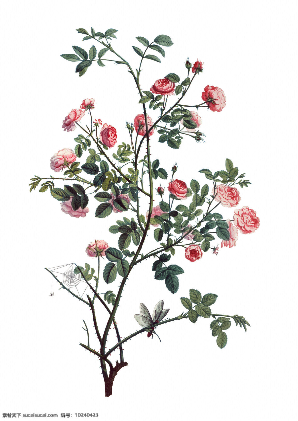 手绘月季花 月季 玫瑰花 手绘 花卉 花朵 背景 线描 花纹 叶子 花卉底纹背景 绘画书法 文化艺术