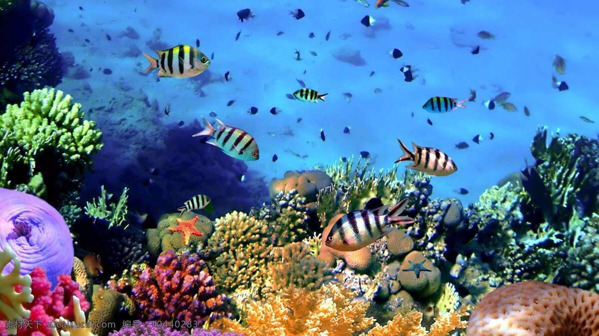 海底世界 海洋馆 海底动物 鱼群 蓝色 鱼类 生活 海藻 分层