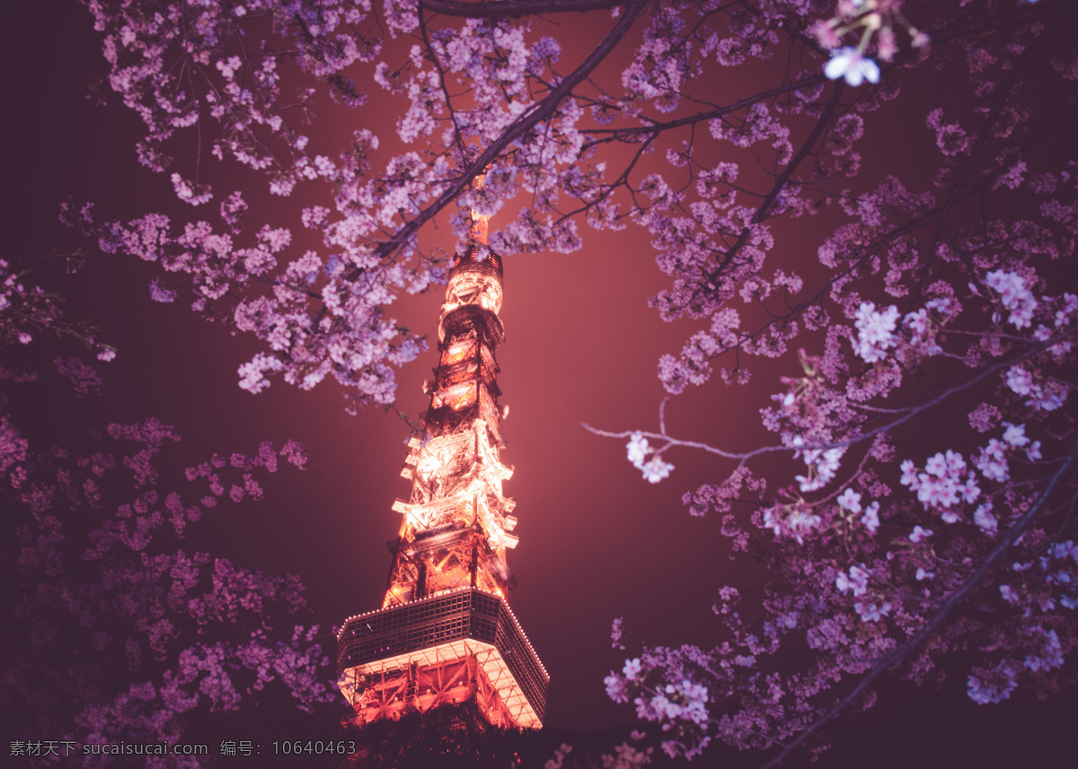 东京塔 东京塔夜景 鲜花 东京夜景 城市夜景 塔 灯光 樱花 日本 国外摄影 高清图片 国外旅游 旅游摄影