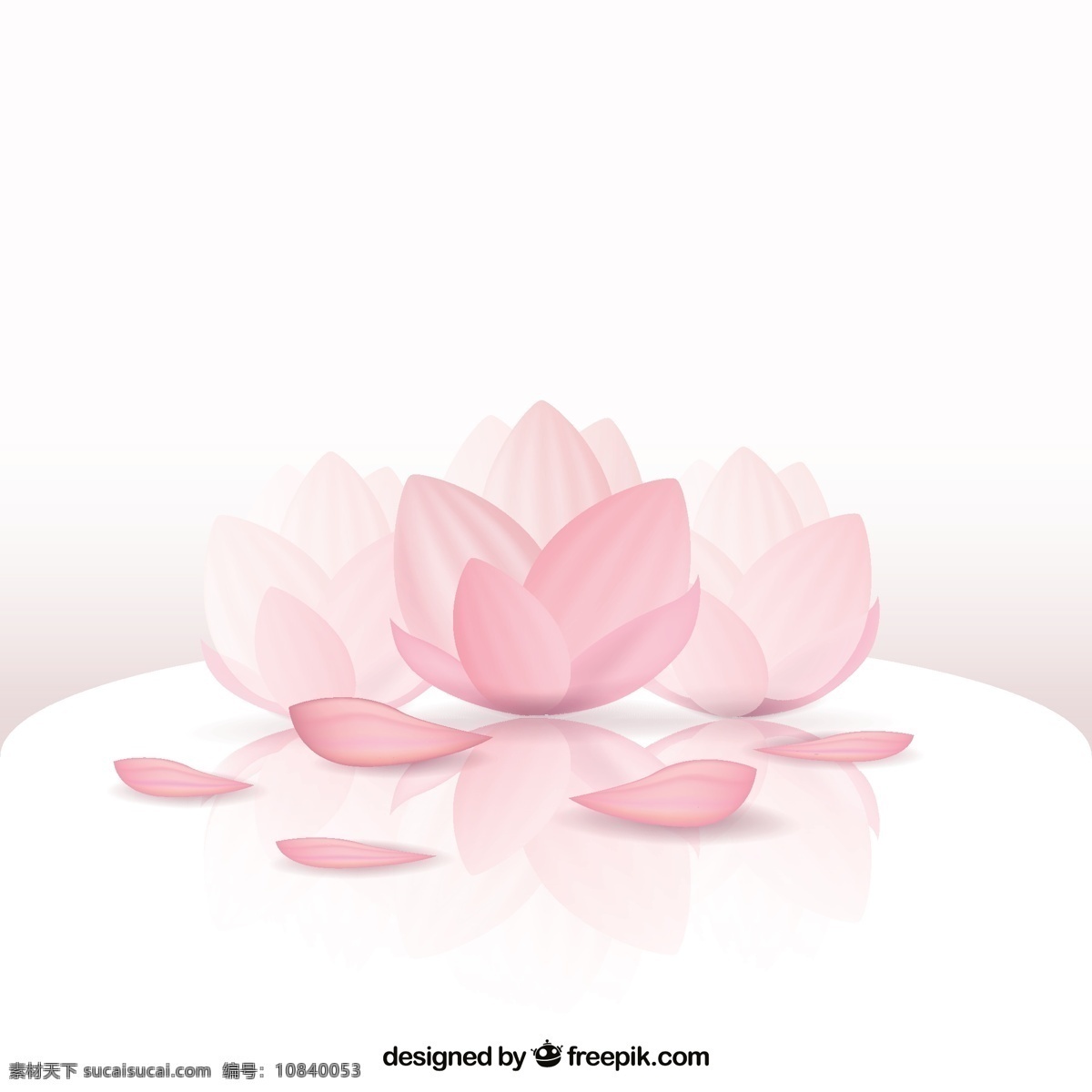美丽的莲花 粉红色 易初莲花 莲花 花瓣 绽放 开花