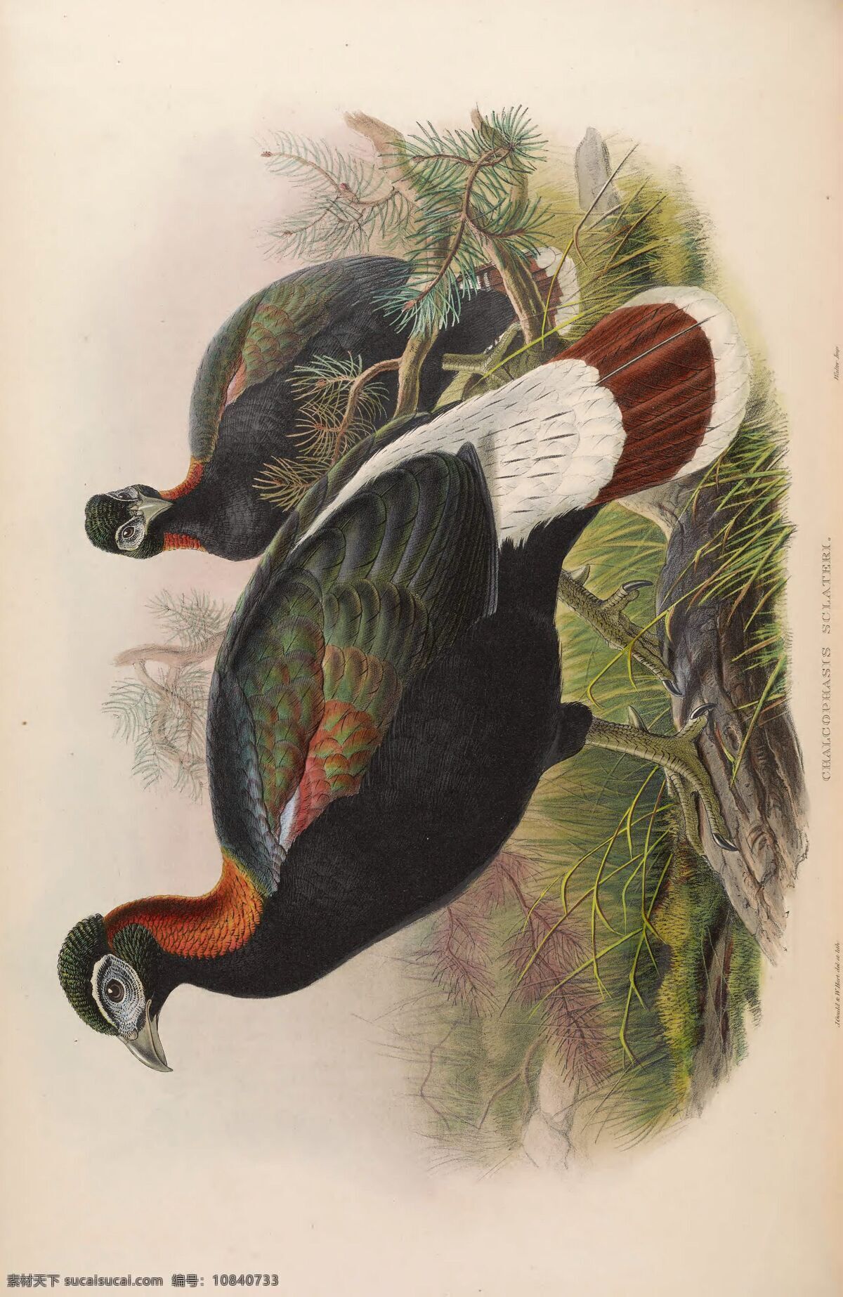 小鸟 飞鸟 树枝 枝头 插画 动物 生物世界 鸟类 亚洲 高清 彩 绘图