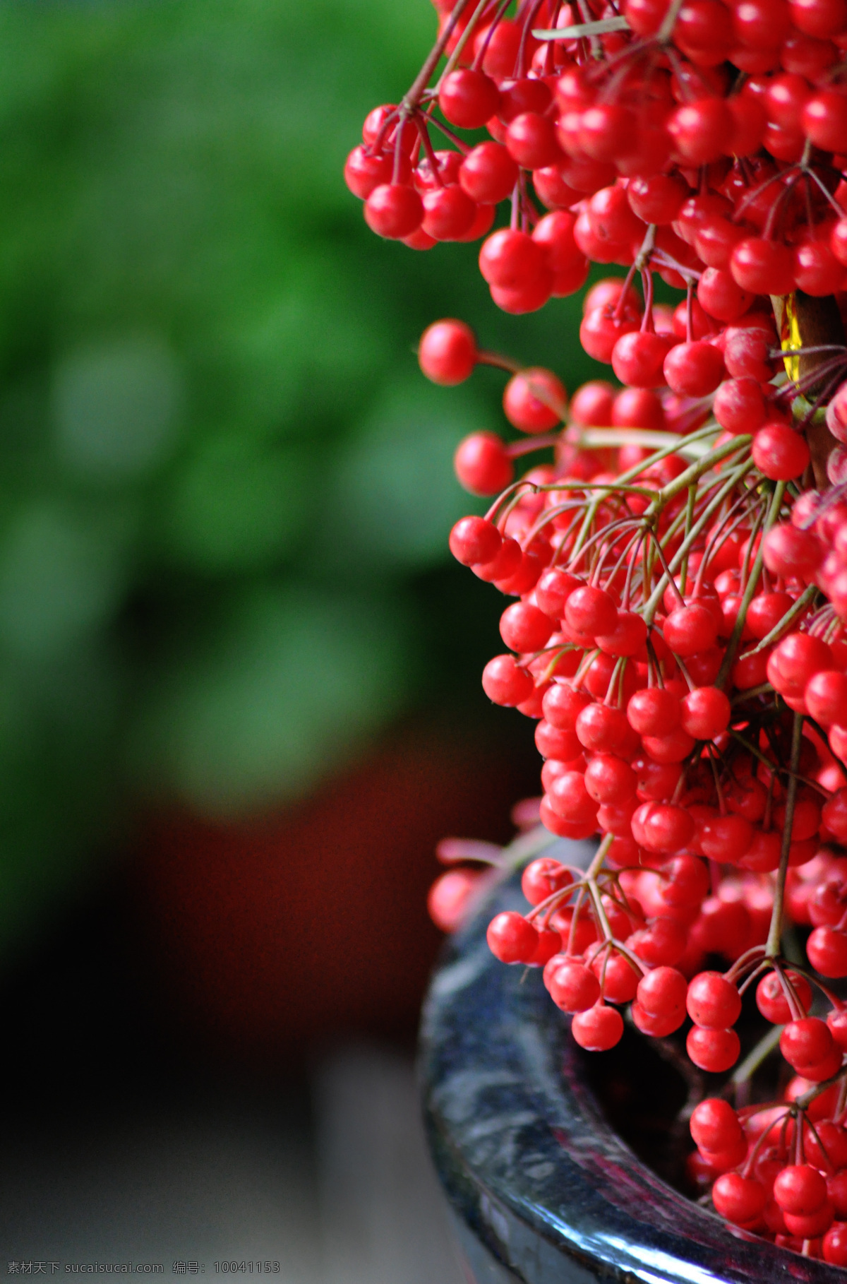 野果 红果 秋实 红色果子 果子 生物世界 水果