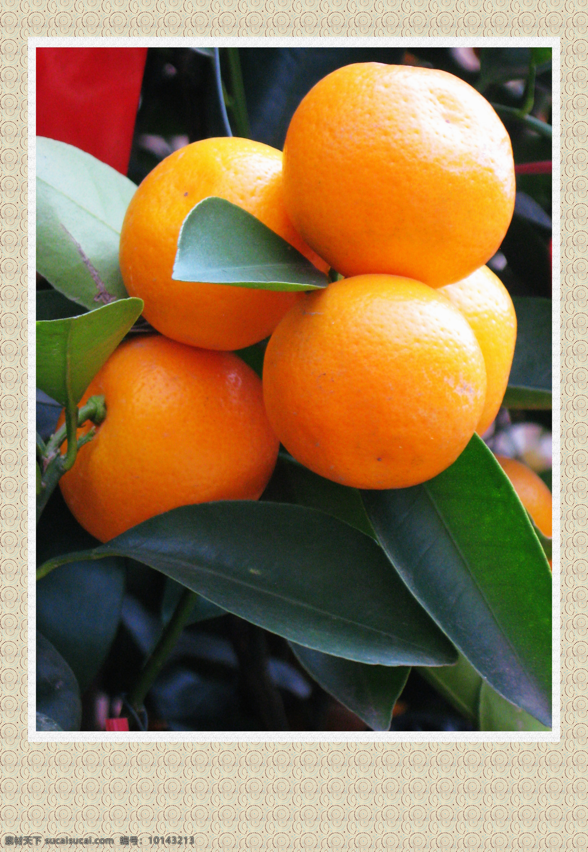 柑桔 柑橘 柑子 果子 新鲜水果 硕果累累 喜获丰收 水果 生物世界