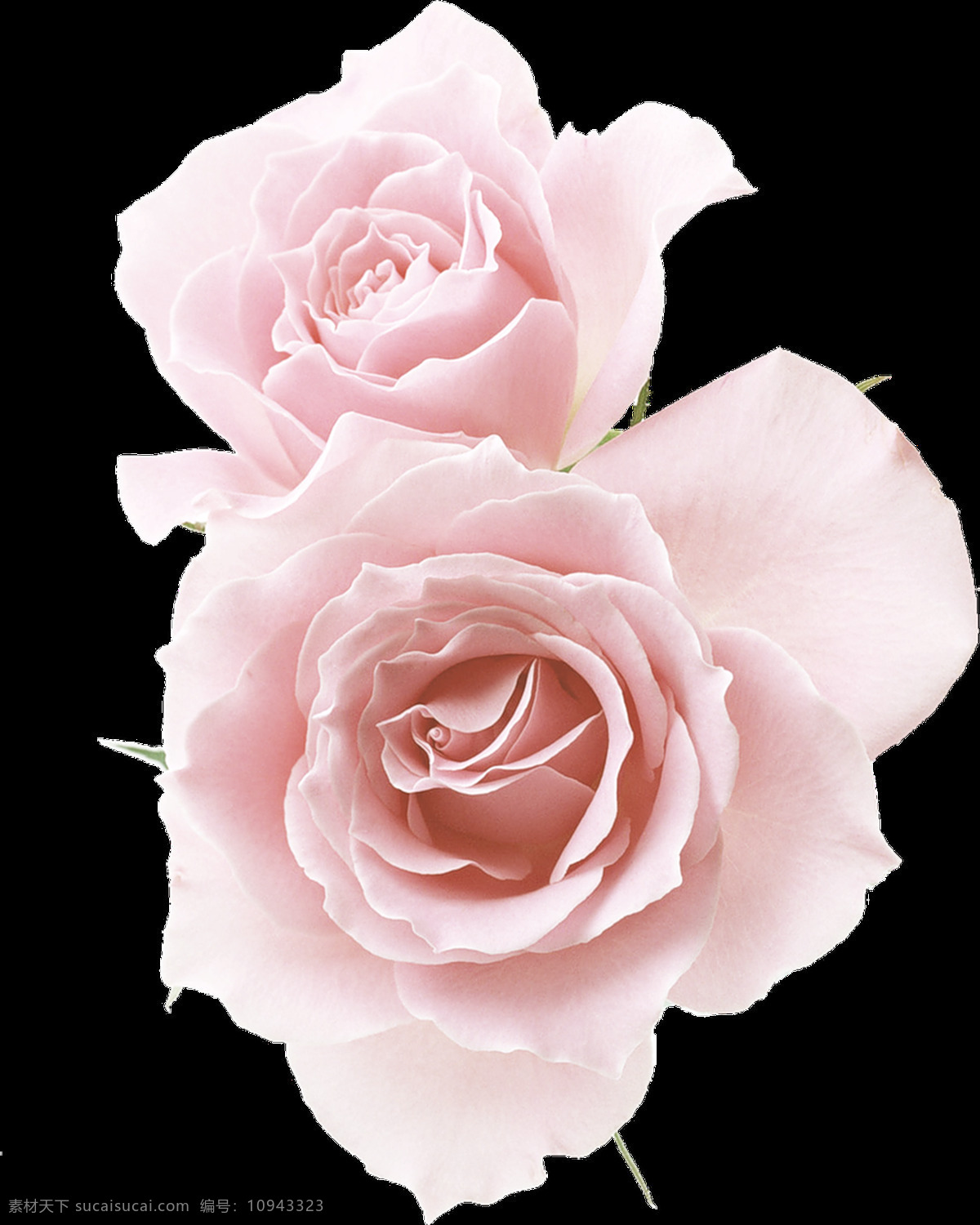 清新 玫瑰花 透明 芬芳 卡通 抠图专用 装饰 设计素材