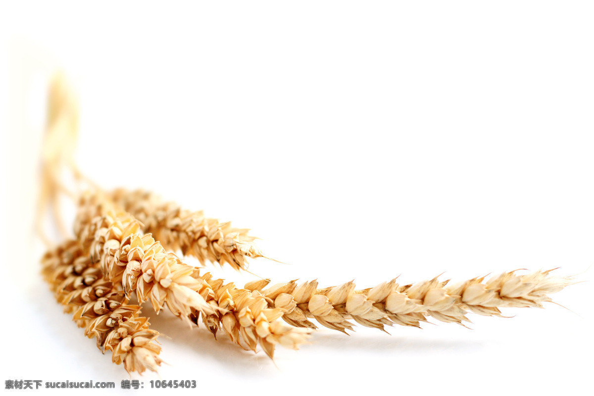 丰收的麦穗 麦子 小麦 麦穗 收获 丰收 金黄色 秋天 其他生物 生物世界